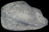 Fossil Whale Ear Bone - Miocene #63540-1